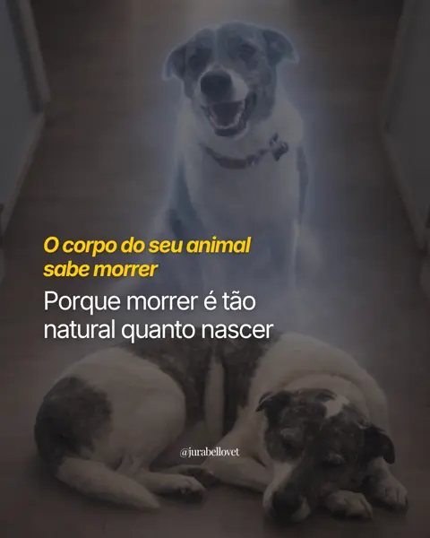 Capa do post O corpo do seu animal sabe morrer