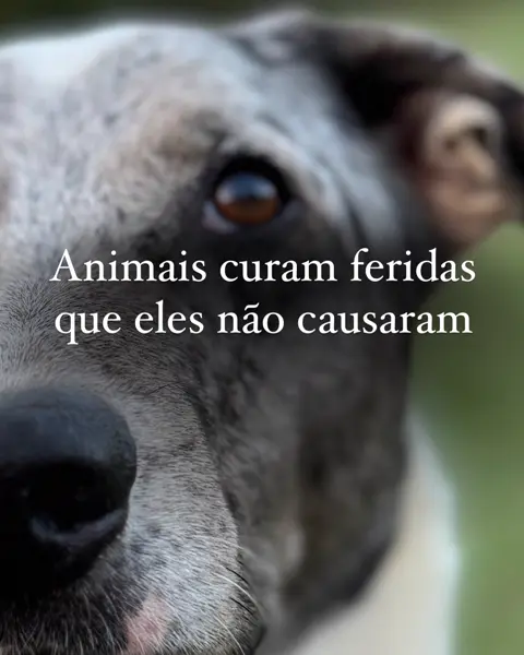 Capa do post Animais curam feridas que eles não causaram